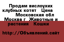 Продам вислоухих клубных котят › Цена ­ 15 000 - Московская обл., Москва г. Животные и растения » Кошки   